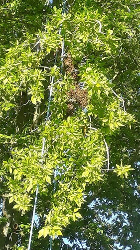 signal-2021-05-30-214732